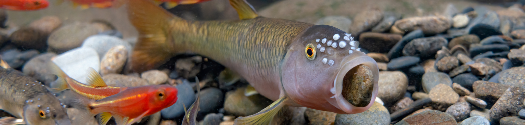 Join us for TNAFS 2026! | March 17th-19th, 2026 at Cumberland Mountain State Park slide