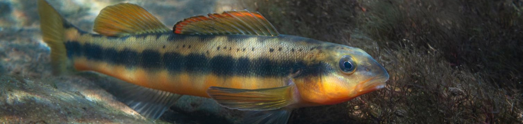 Join us for TNAFS 2026! | March 17th-19th, 2026 at Cumberland Mountain State Park slide