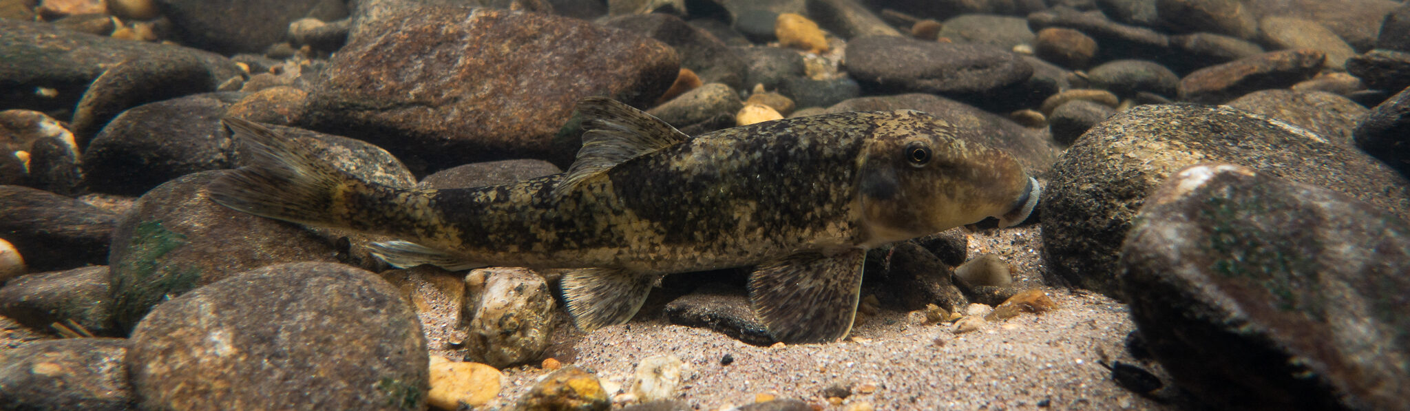 Join us for TNAFS 2026! | March 17th-19th, 2026 at Cumberland Mountain State Park slide